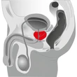 You2Toys - Prostate massager - forgó prosztata vibrátor (fekete)