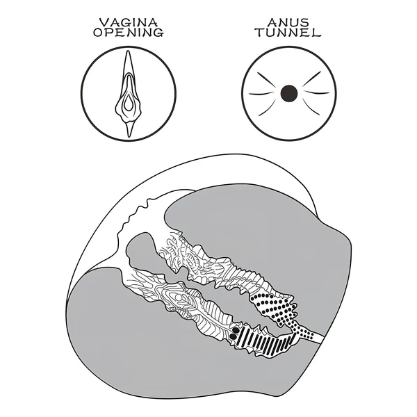 Lovetoy Streetgirl's 12 - művagina torzó és tanga (sötét natúr)
